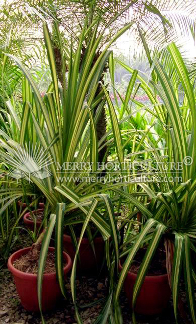 Pandanus sanderii 'var' (Tornless)